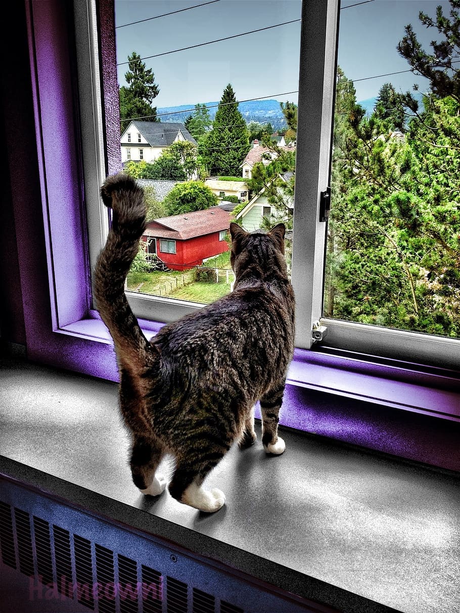 シルバー, トラ, 猫, 窓からす, 窓, 見る, 国内, 家, 屋内, ペット