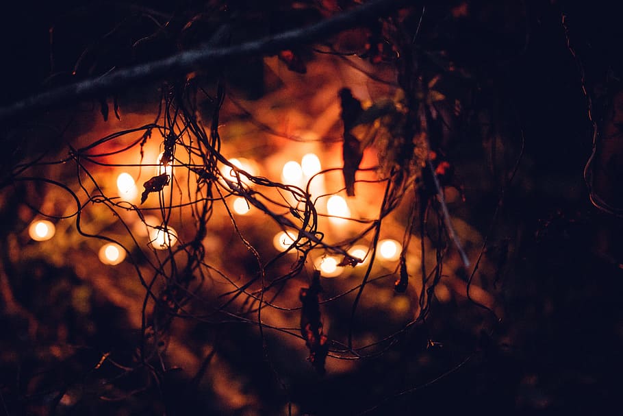 shallow, focus photography, string lights, nature, autumn, blur, blurred, candle, candles, celebration