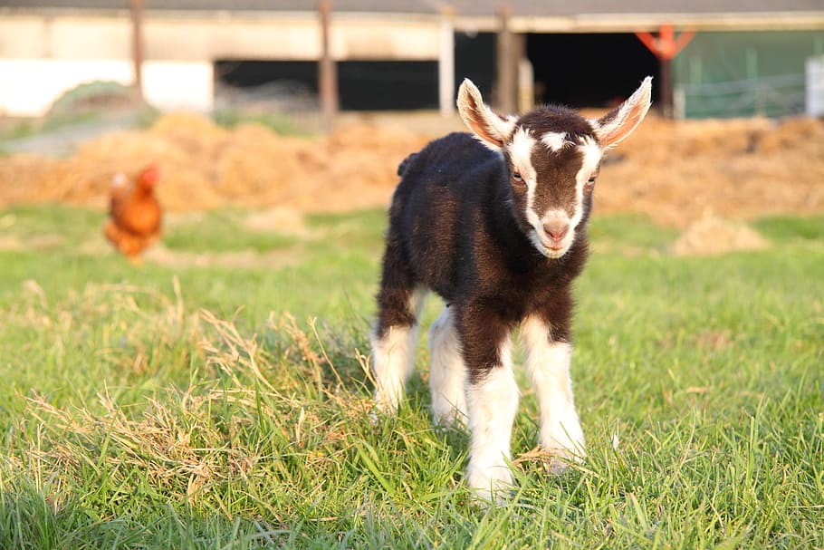 close-up photo, black, white, goat kid, standing, green, grass, Goat, Farm, Cute