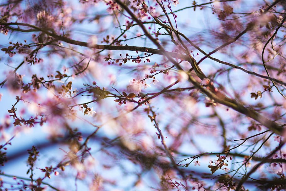 розовые весенние цветы, Розовый, весенние цветы, цветы, Флора, голубое небо, цветение, весна, цвести, ветка