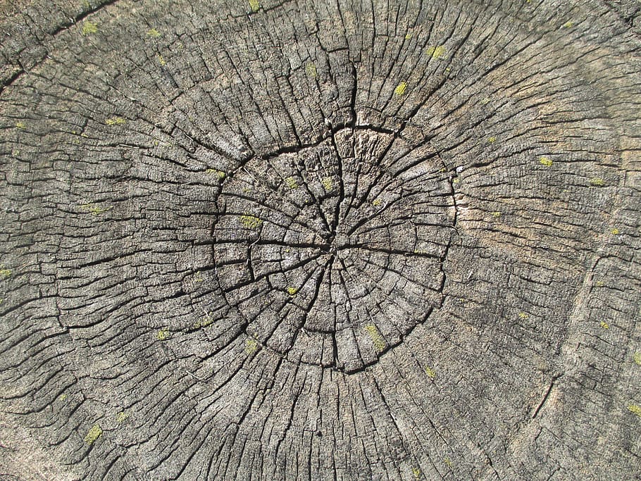 Dendrochronology, Tree, Rings, Cut, tree, rings, tree ring, tree stump, cross section, cracked, nature