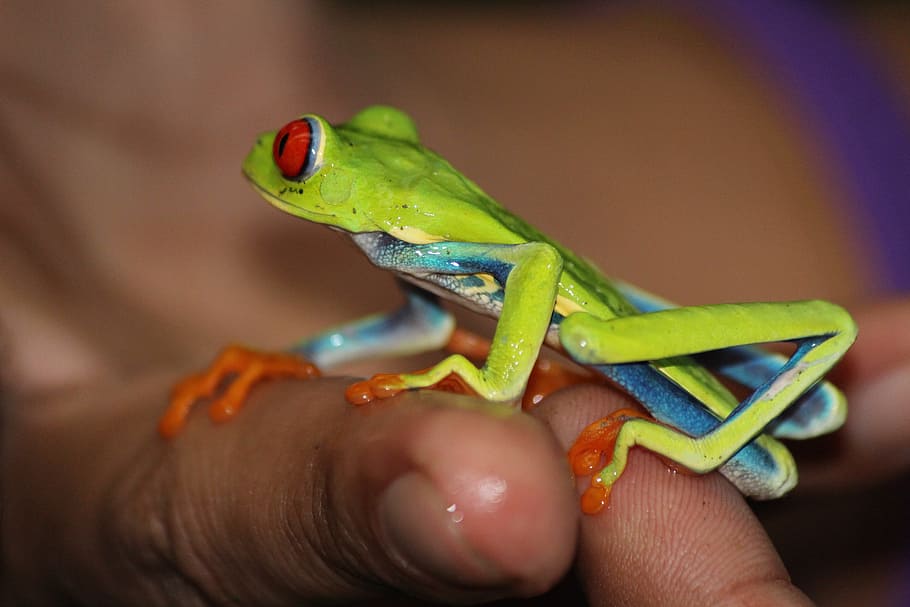 green, blue, dart frog, frog, costa rica, bright, vivid, jungle, exotic, animal
