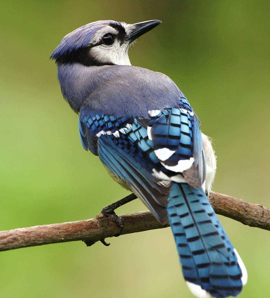 black, blue, short-beak bird, tree branch, black and blue, short, beak, bird, cristata, cyanocitta