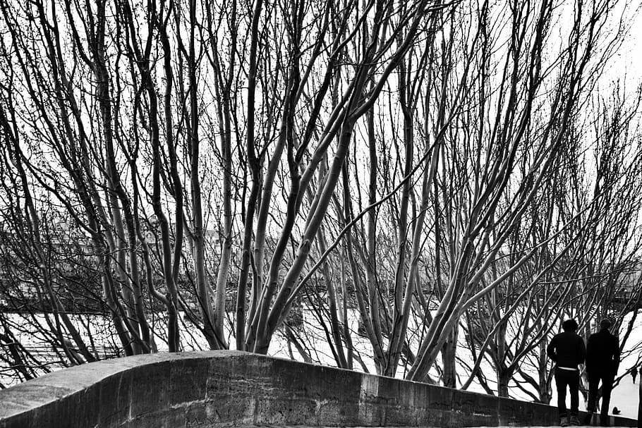 fotografía en escala de grises, dos, persona, en pie, carretera, al lado, marchito, árboles, personas, durante el día