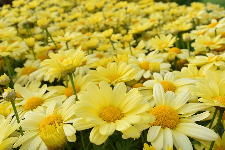 daisies, yellow, yellow daisies, flower meadow, daisy field, summer, beautiful, background, flowering plant, flower