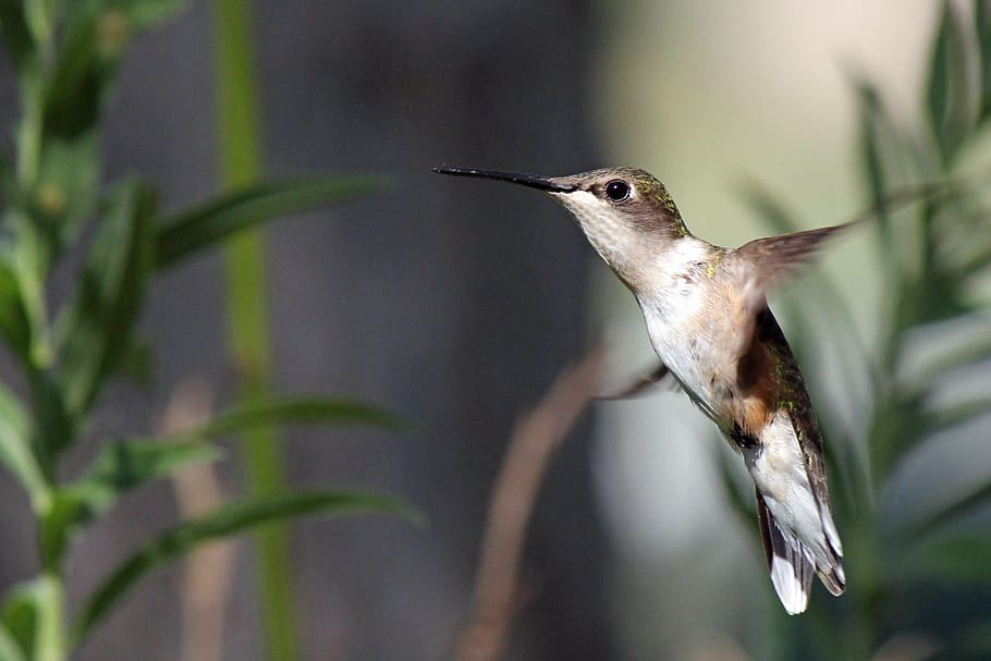 selective, focus photo, hummingbird, bird, flight, wildlife, hovering, animal, beak, feather