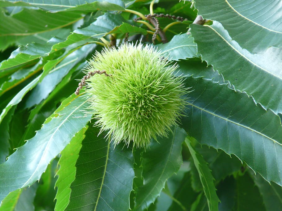 chestnut, tree, fruit, leaf, green color, plant part, plant, close-up, growth, nature