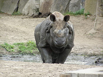 Royalty-free rhino photos free download | Pxfuel