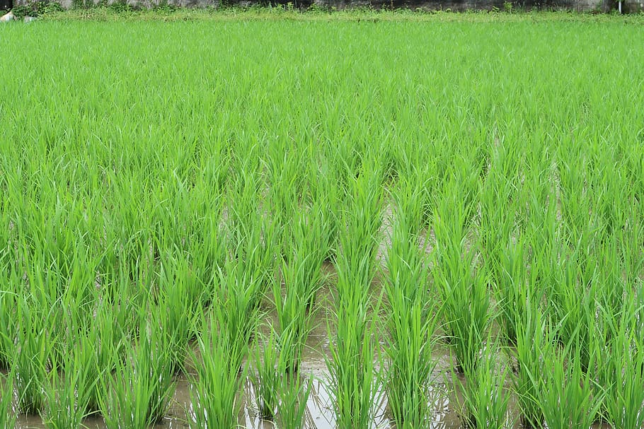 landscape, paddy field, rice, green, outdoors, agriculture, summer, green color, plant, growth
