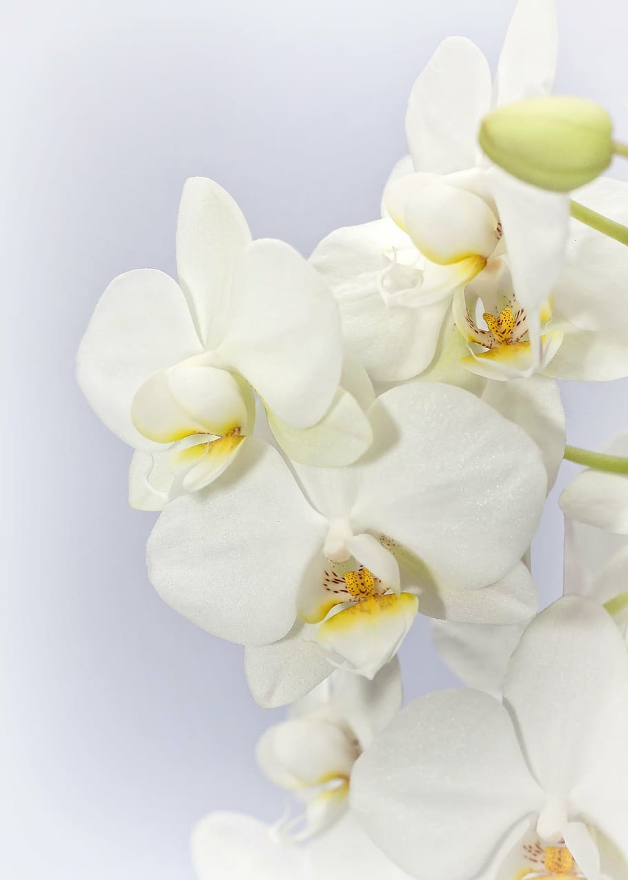 orquídeas blancas, phalaenopsis, orquídea, weis, flor, tropical, orquídea mariposa, planta, floración, orquídea phalaenopsis