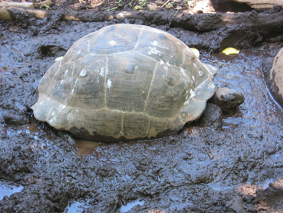 Giant Tortoise, Turtle, Panzer, Mud, tortoise, animal, mud bath, one animal, animal shell, animal wildlife