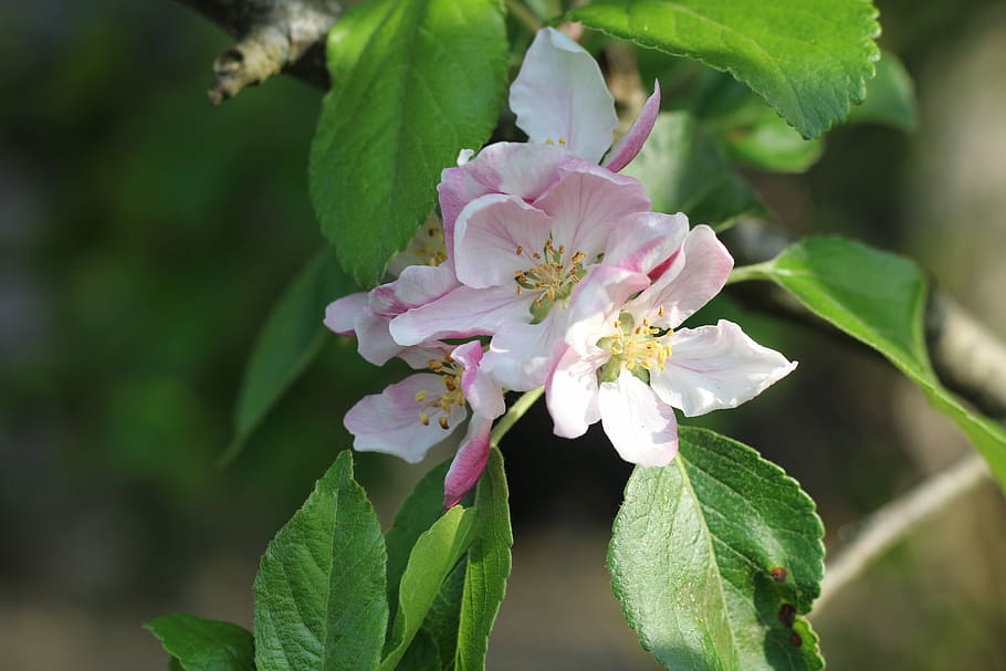 apple, apple blossom, blossom, leaf, petal, pink, pale, pretty, scented, spring