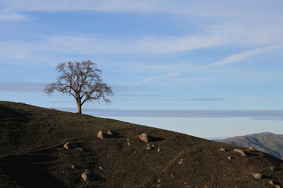 california, hills, tree, landscape, nature, sunset, valley, travel, sky, mountains