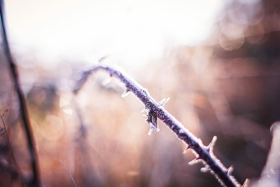朝冬の霜, とげのある, ブッシュ, 朝, 冬, 霧氷, とげのあるブッシュ, 森, 自然, 雪