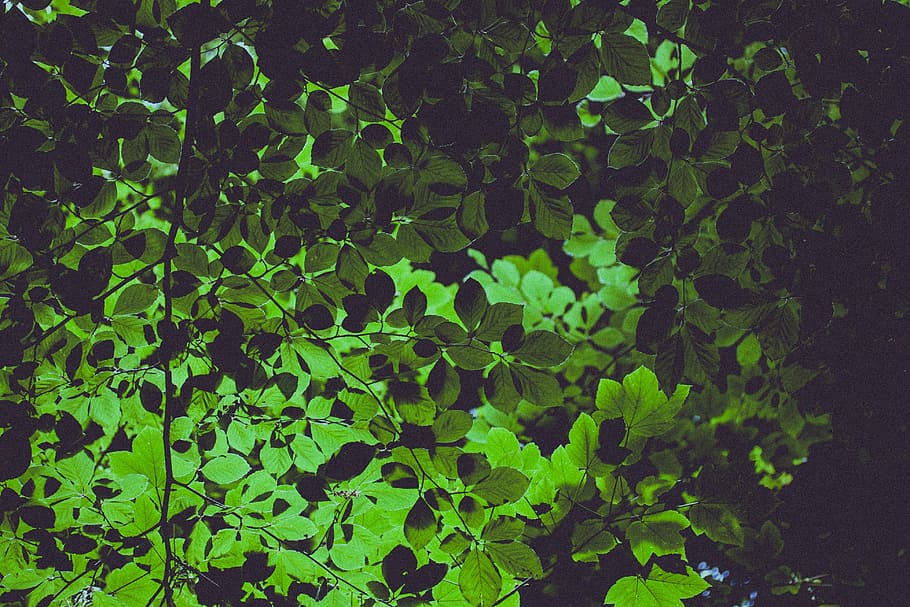 bajo, foto de ángulo, verde, hojeado, árbol, hojas, hoja, a base de hierbas, planta, naturaleza