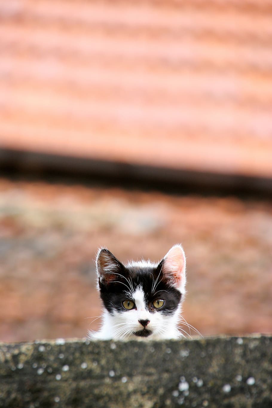 tuxedo cat, front, brown, concrete, brick, selective, focus photography, kitten, cat, animals