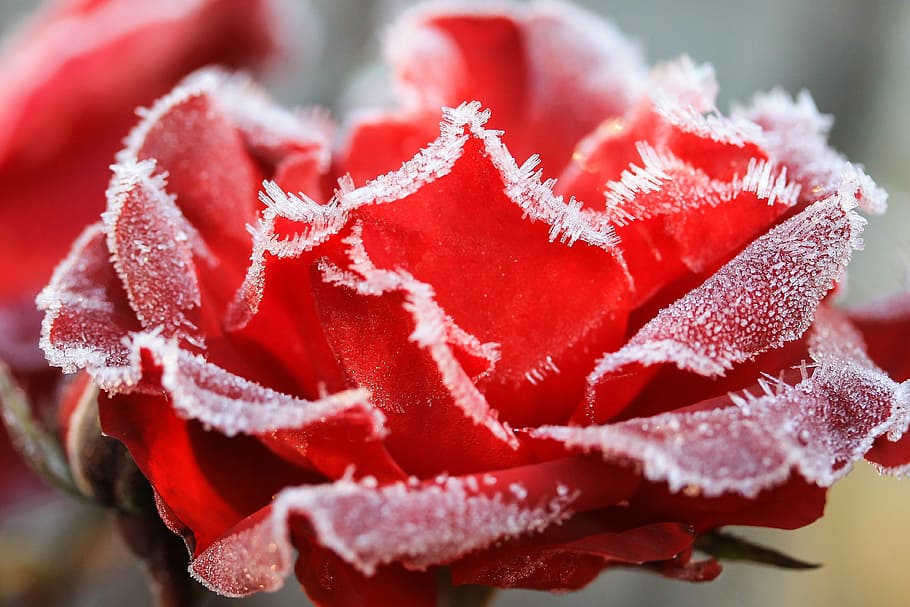 red, rose, frozen, macro photography, hoary, wintery, flower, rime, flowers, winter