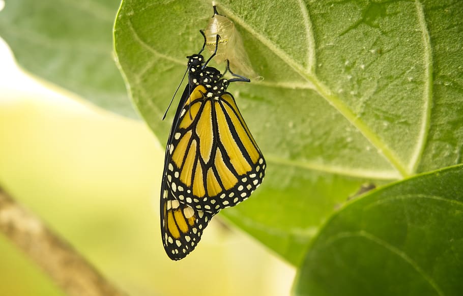 borboleta, monarca, transformação, crisálida, inseto, copa, colorida, laranja, parte da planta, invertebrado
