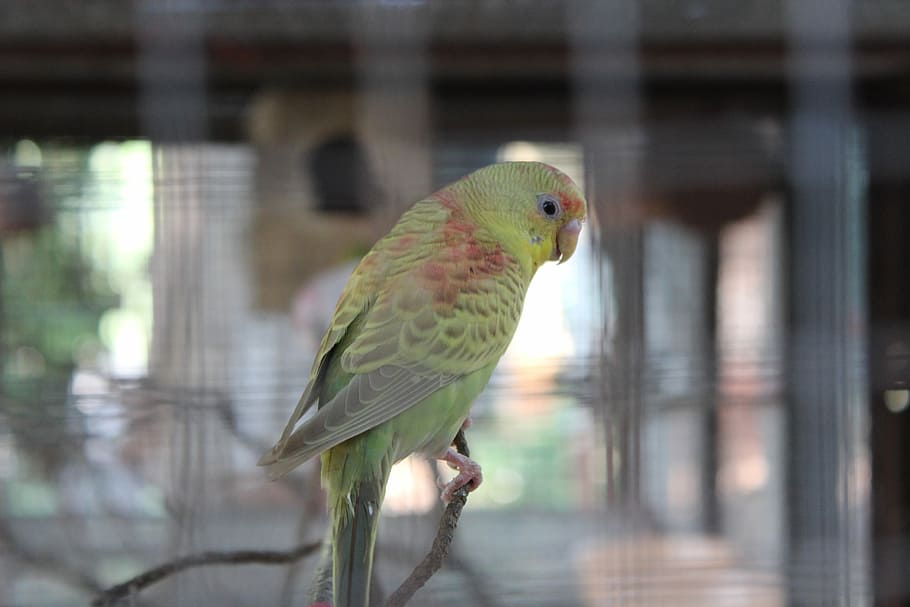 Parrot, Cage, Captivity, Bird, Fly, wings, feather, wildlife, beak, wild
