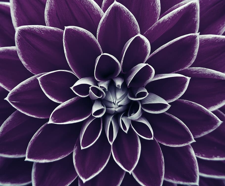 fotografi makro, ungu, bunga dahlia, gambar latar belakang, bunga, mekar, tanaman, close-up, keindahan di alam, bingkai penuh