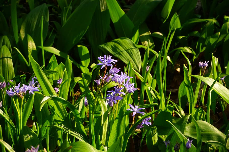 Blue Star, Scilla, Blossom, Bloom, flower, blue, spring, early bloomer, scilloideae, asparagus plant