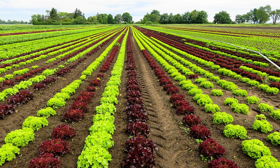 roxo, verde, plantas de alface, paisagem, agricultura, colheita, salada, cultivo, legumes, campo