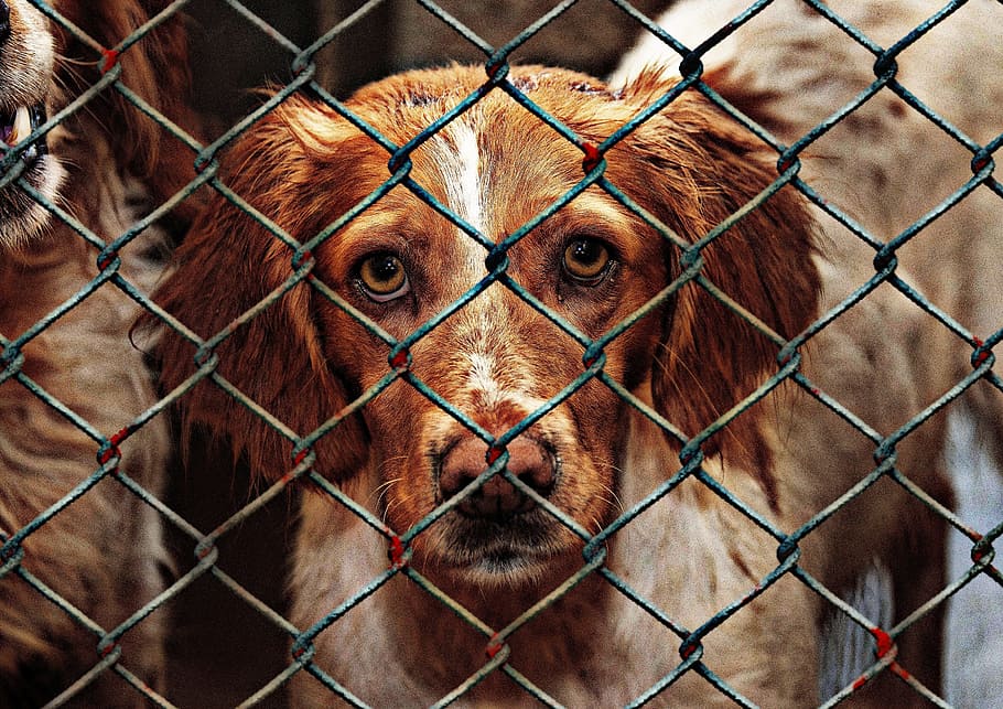 short-coated, brown, white, dog, daytime, cage, animal welfare, imprisoned, animal shelter, sad