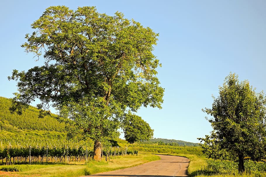 green, road, daytime, Tree, Walnut, Landscape, View, Vines, scenic, agriculture