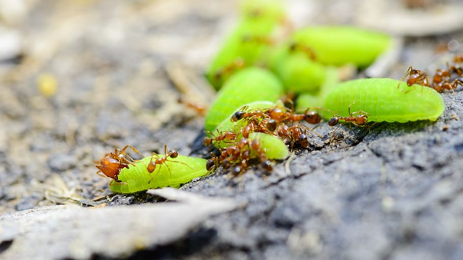 ant, worm, the ant eat worm, fire ants, solenopsis, solenopsidini, insect, selective focus, green color, close-up