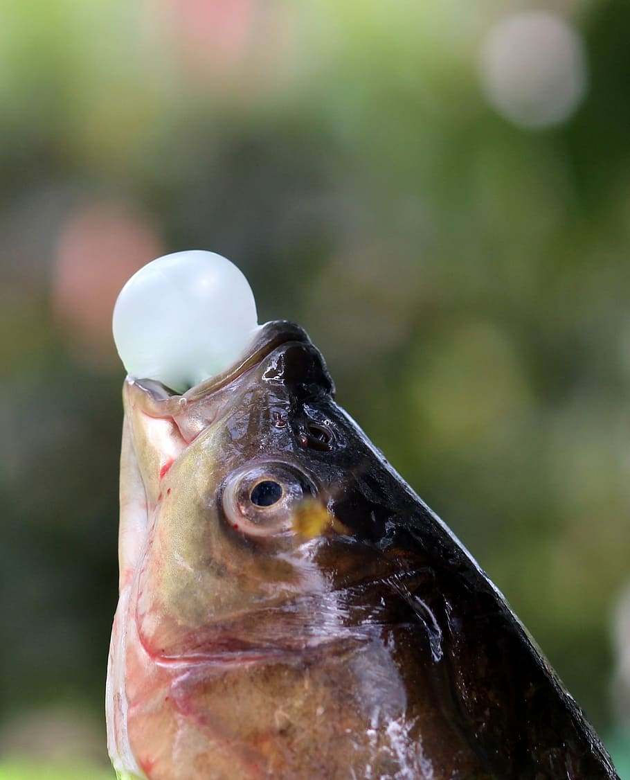 fish, chewing gum, funny, balloon, one animal, close-up, animal wildlife, focus on foreground, beak, day