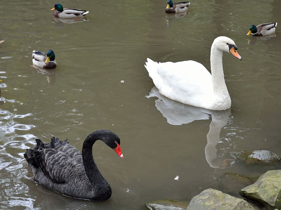 Swan, Duck, Water Bird, Nature, black and white, animal, animals in the wild, bird, animal themes, swimming