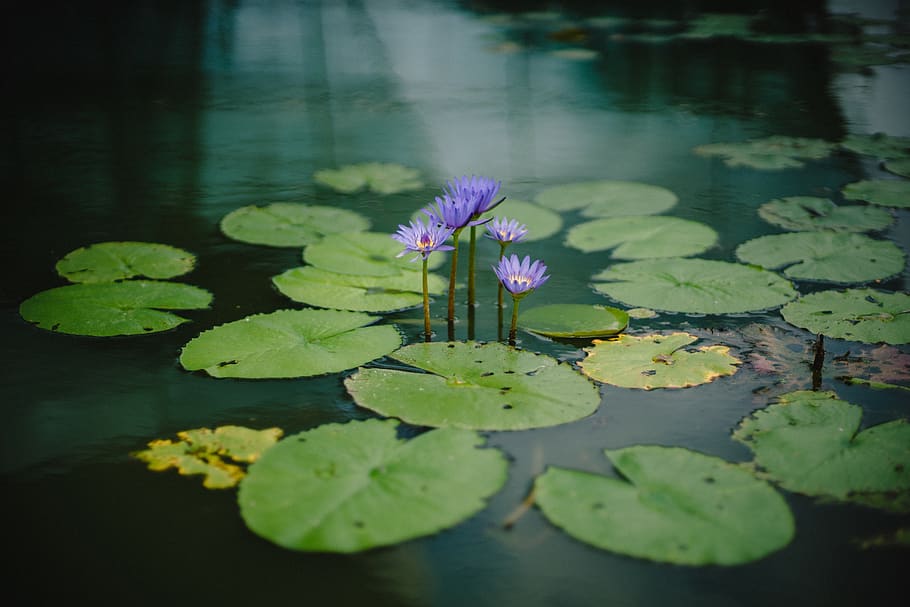 green, leaves, plant, violet, flower, autumn, fall, nature, river, lake