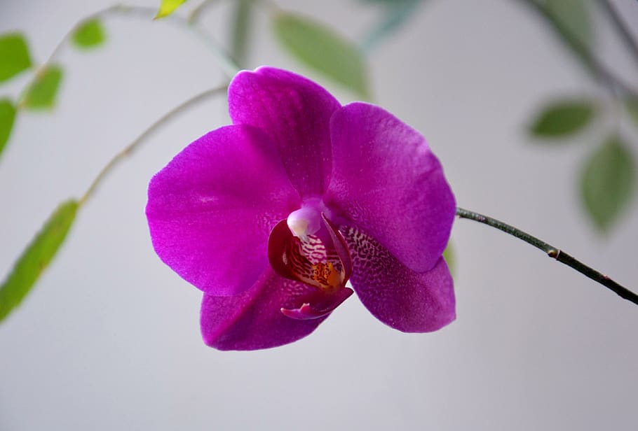 orquídea, phalaenopsis, flor, floración, púrpura, frambuesa, plantas de interior, escritorio, planta floreciendo, planta