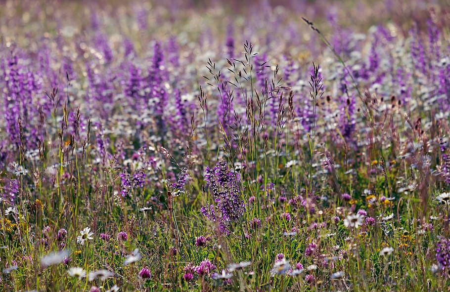landscape photography, purple, flowers, wild sage, color, meadow, wild flower, sage, salvia pratensis, lamiaceae