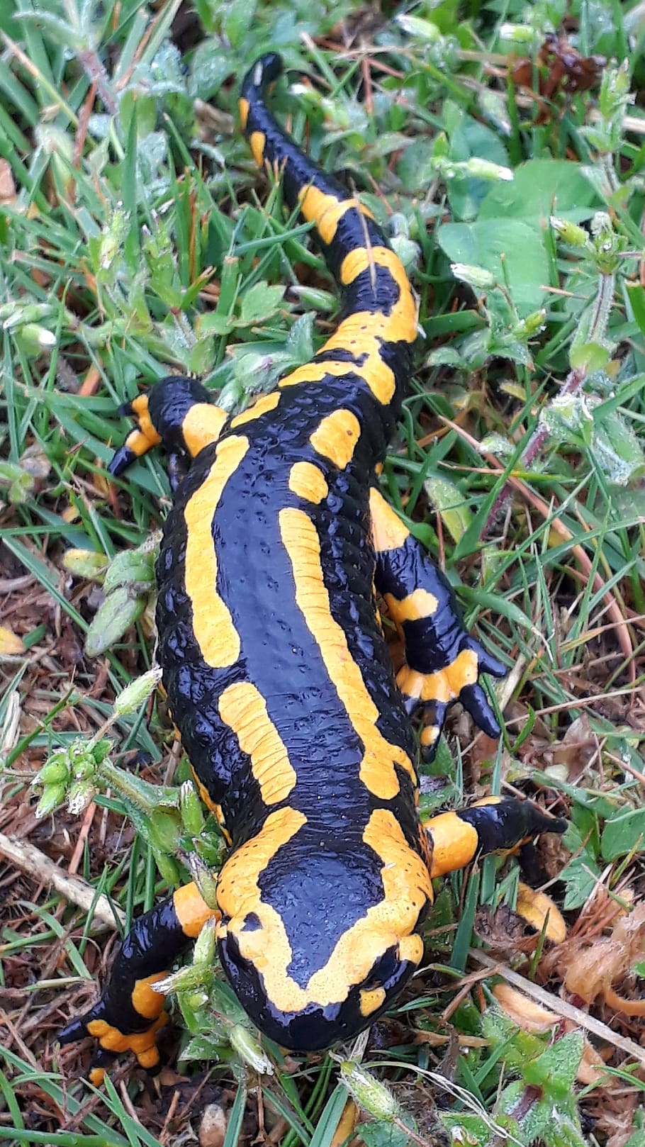 fire salamander, salamander, amphibian, amphibians, salamandra salamandra, animal, orange, yellow, black, rush