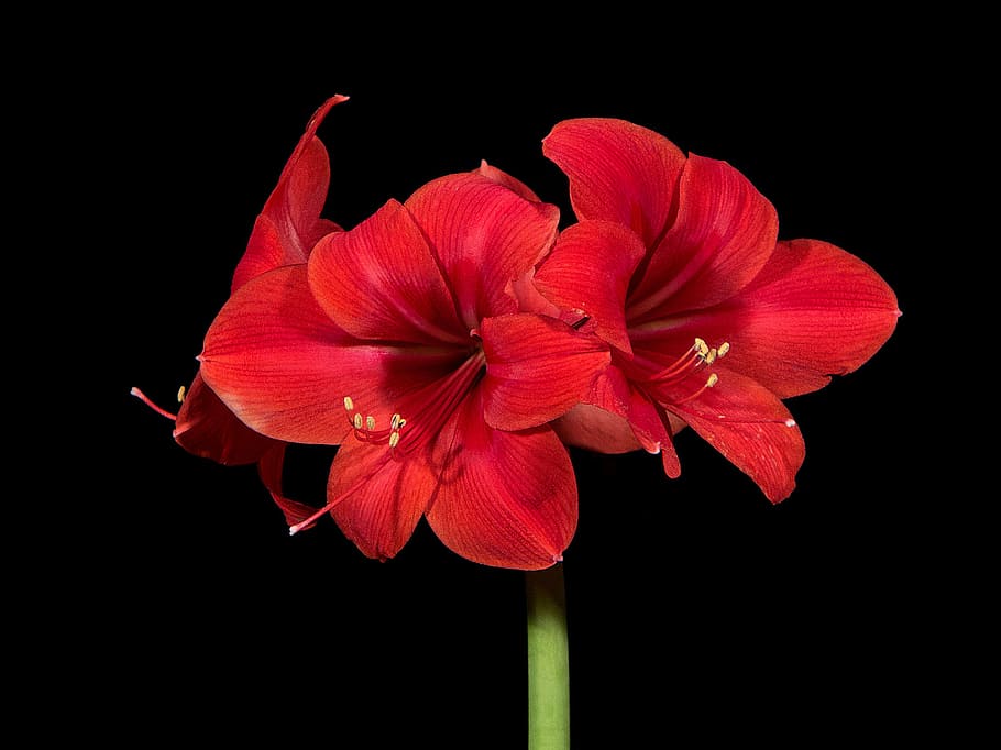 Amaryllis, red petal flower, flowering plant, flower, fragility, vulnerability, petal, freshness, plant, black background
