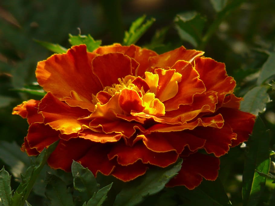 marigold, anyelir turkish, bunga mati, bunga musim panas, bunga balkon, tanaman balkon, tanaman, flora, bunga, mekar