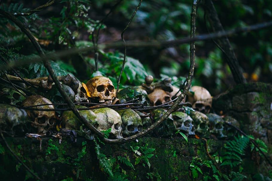 cráneo, esqueleto, verde, árboles, plantas, bosque, pared, árbol, animal, planta