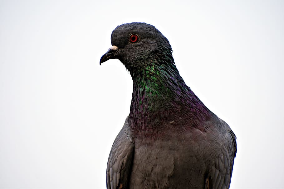 feral pigeon, eye, orange eye, bird, greenish-neck, animal themes, one animal, animal, animal wildlife, vertebrate