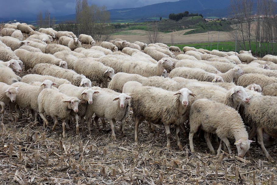 herd of sheep, Sheep, Flock, Animals, Spain, agriculture, farm, livestock, flock Of Sheep, rural Scene