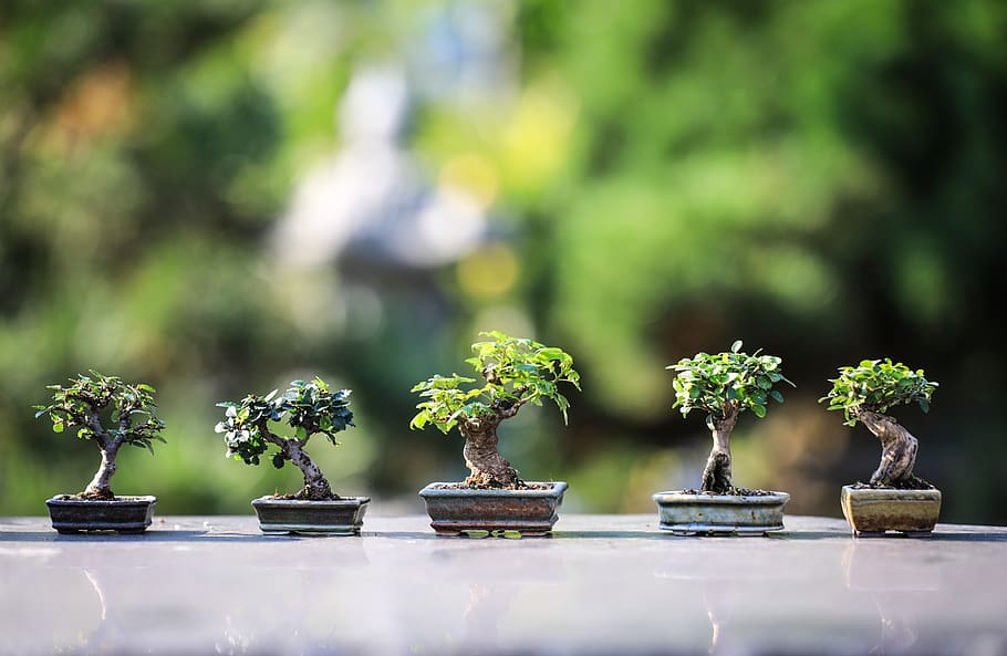 bonsai, kayu, flora, makro, alam, jepang, zen, taman, hijau, agama Budha
