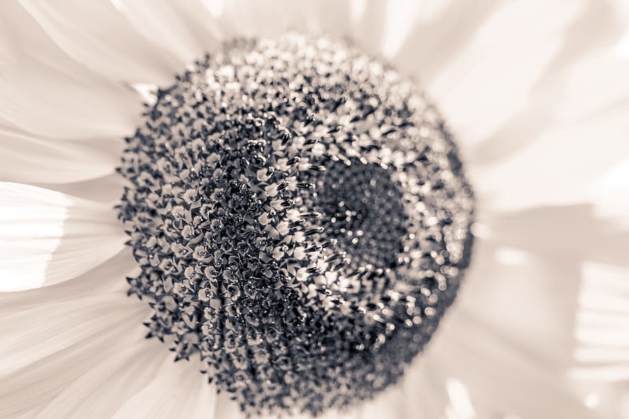 sun flower, helianthus annuus, blossom, bloom, close, macro, black and white, monochrome, sw, black and white photo