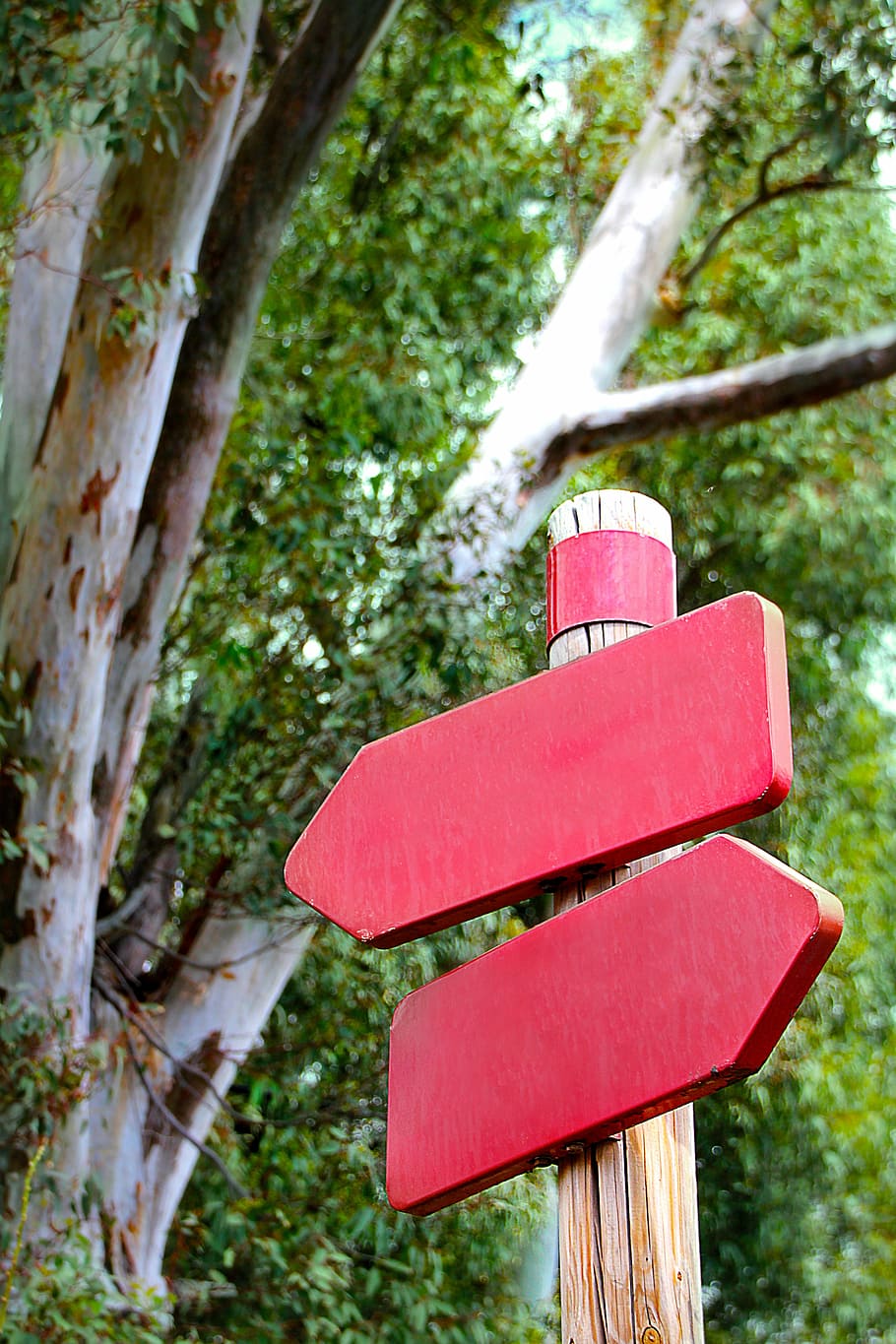 rojo, señal de tráfico, árbol, durante el día, lejos, directorio, escudo, dirección, marcas, decisión