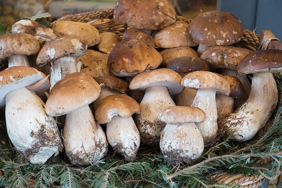 bunch of mushrooms, mushroom, cep, basket, nature, autumn, forest, eat, noble rot, harvest