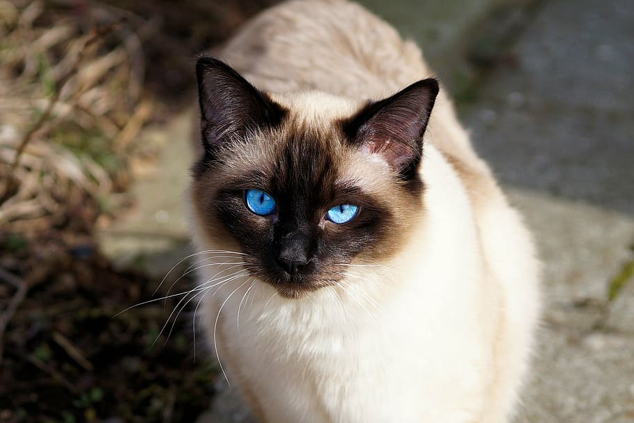gato siamês, gato, pele, gatinho, gato de raça, siamês, sião, olhos de gato, retrato de gato, gato doméstico