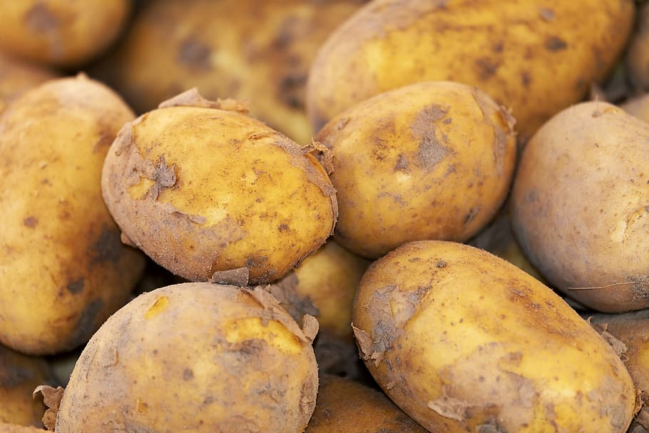 bunch of potatoes, potato, new crop, erdfrucht, field, nature, nachtschattengewächs, solanum tuberosum, crop, food