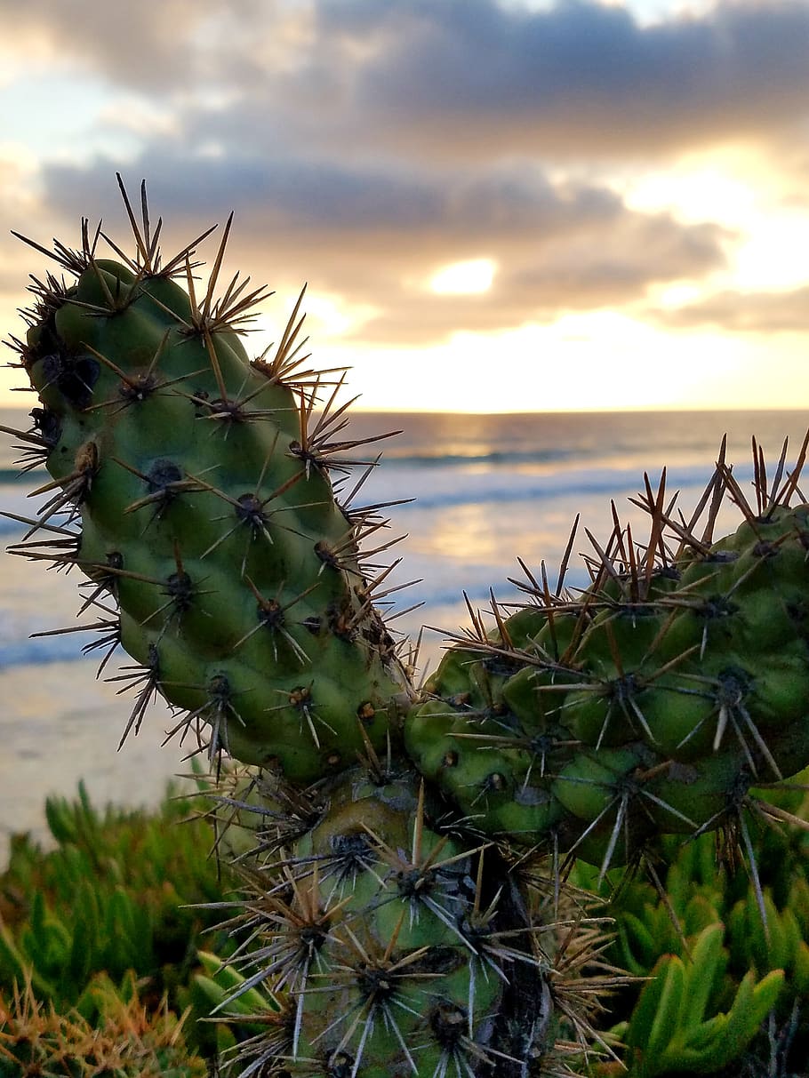cactus, ocean, sunset, cacti, clouds, shore, coast, waves, sky, growth