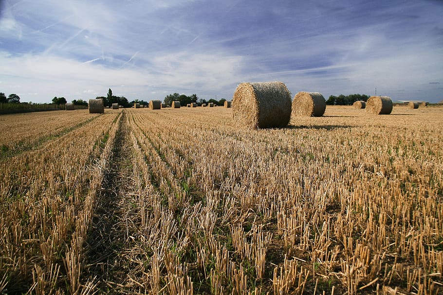 landscape photo, hay bales, farm field, harvest, captured, Landscape, hay, bales, farm, field