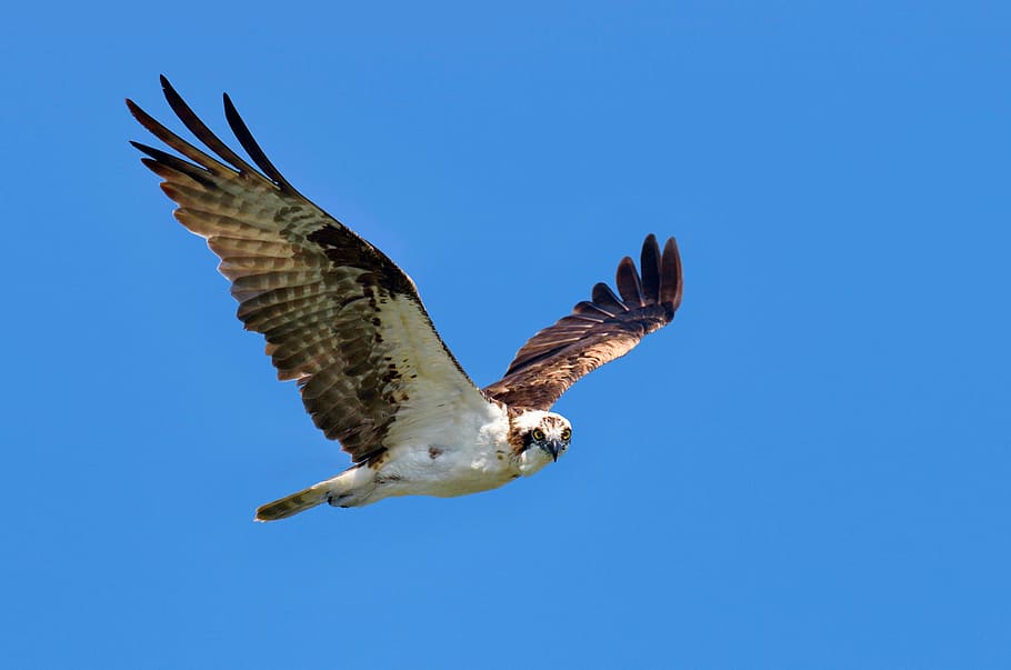 low, angle, brown, white, eagle, flight, soaring, blue, sky, daytime