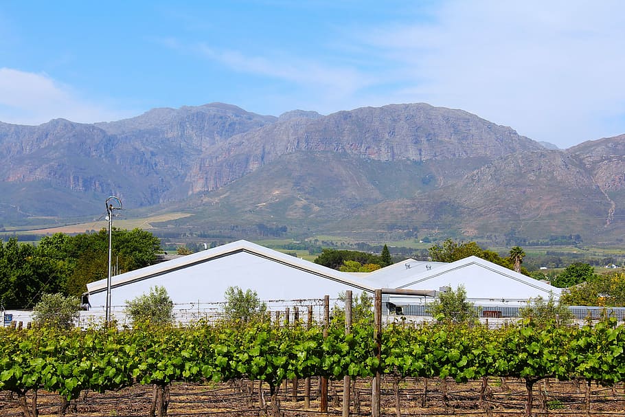 impresionante, verde, vegetación, ruta del vino, vino, degustación de vinos, stellenbosch, montaña, ciudad del cabo, sudáfrica
